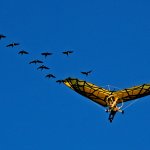 Drôles d'oiseaux volants - Photo : Pierre COUVREUR